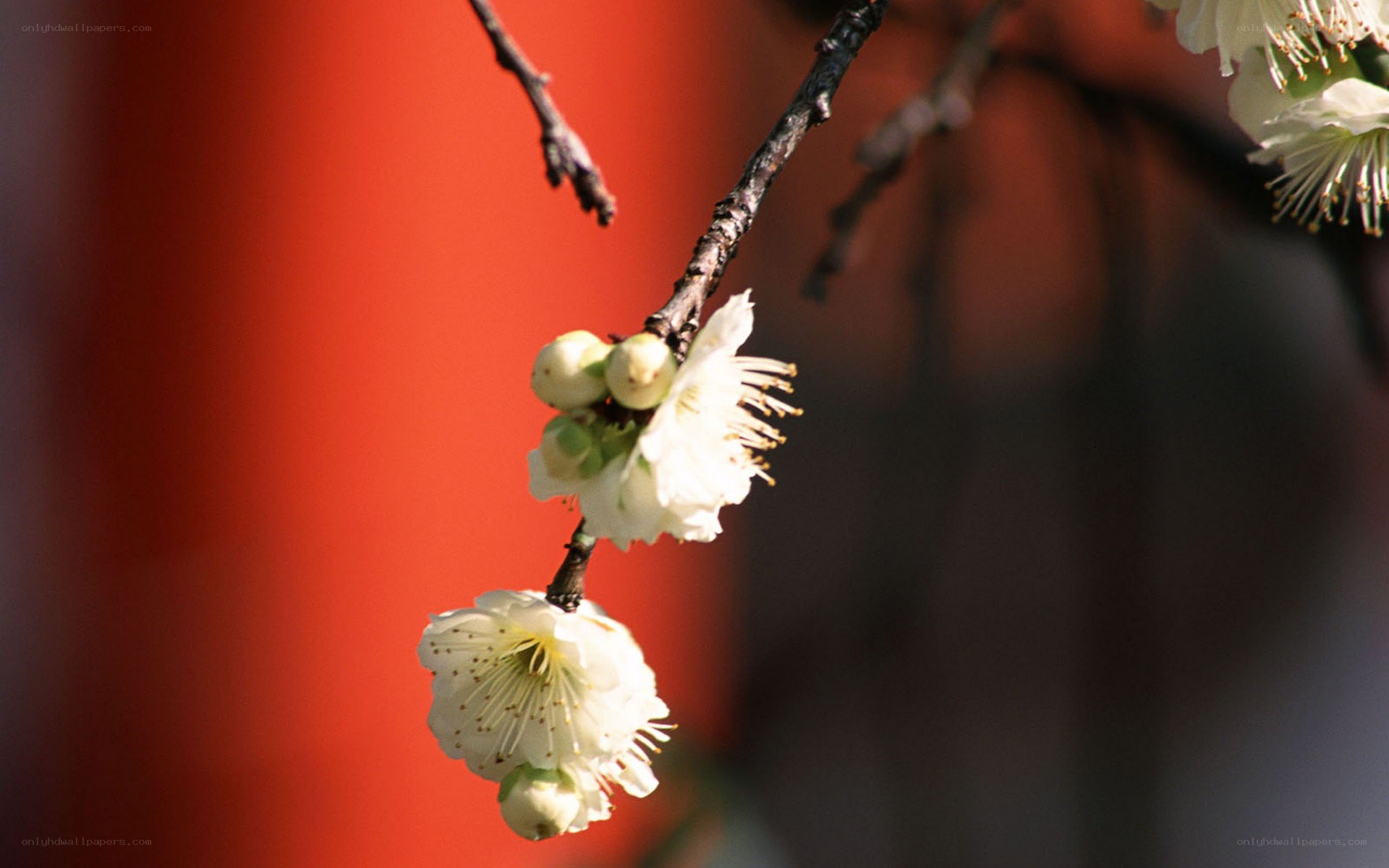 White plum blossoms on a branch