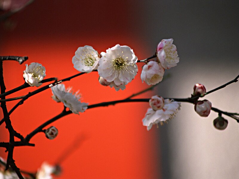 White plum blossoms on a branch
