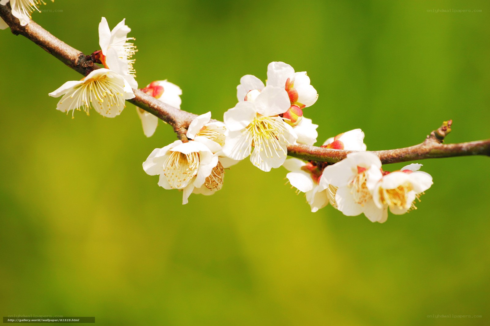 White plum blossoms on a branch