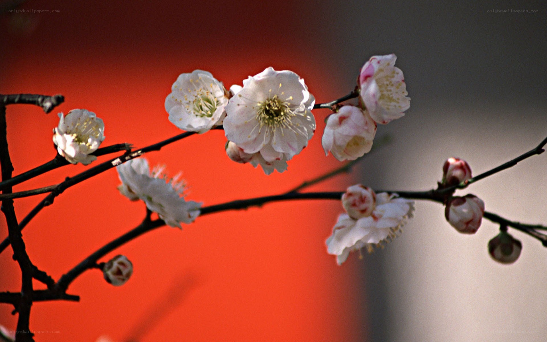 white plum blossoms on branch