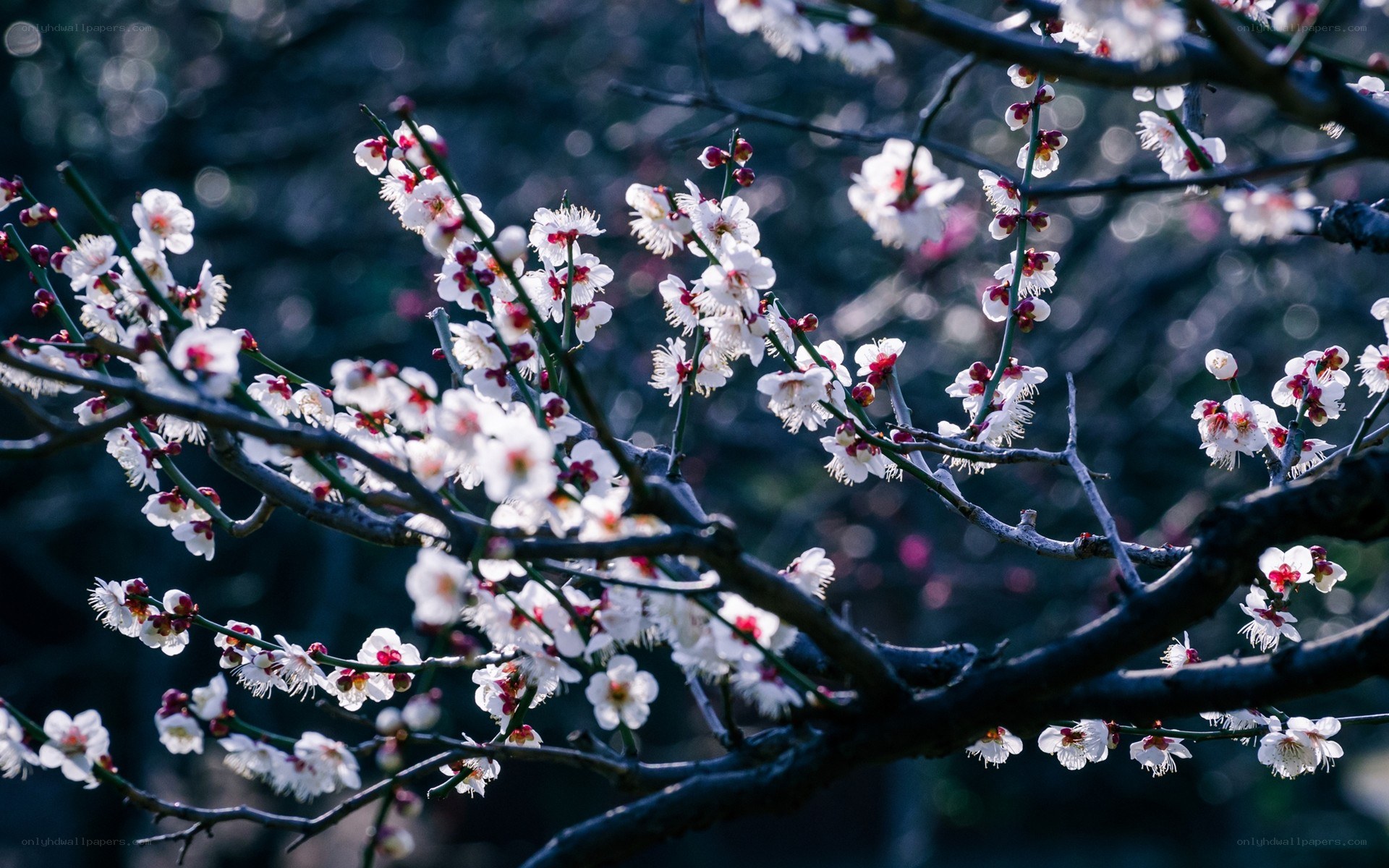 White plum blossoms on branches