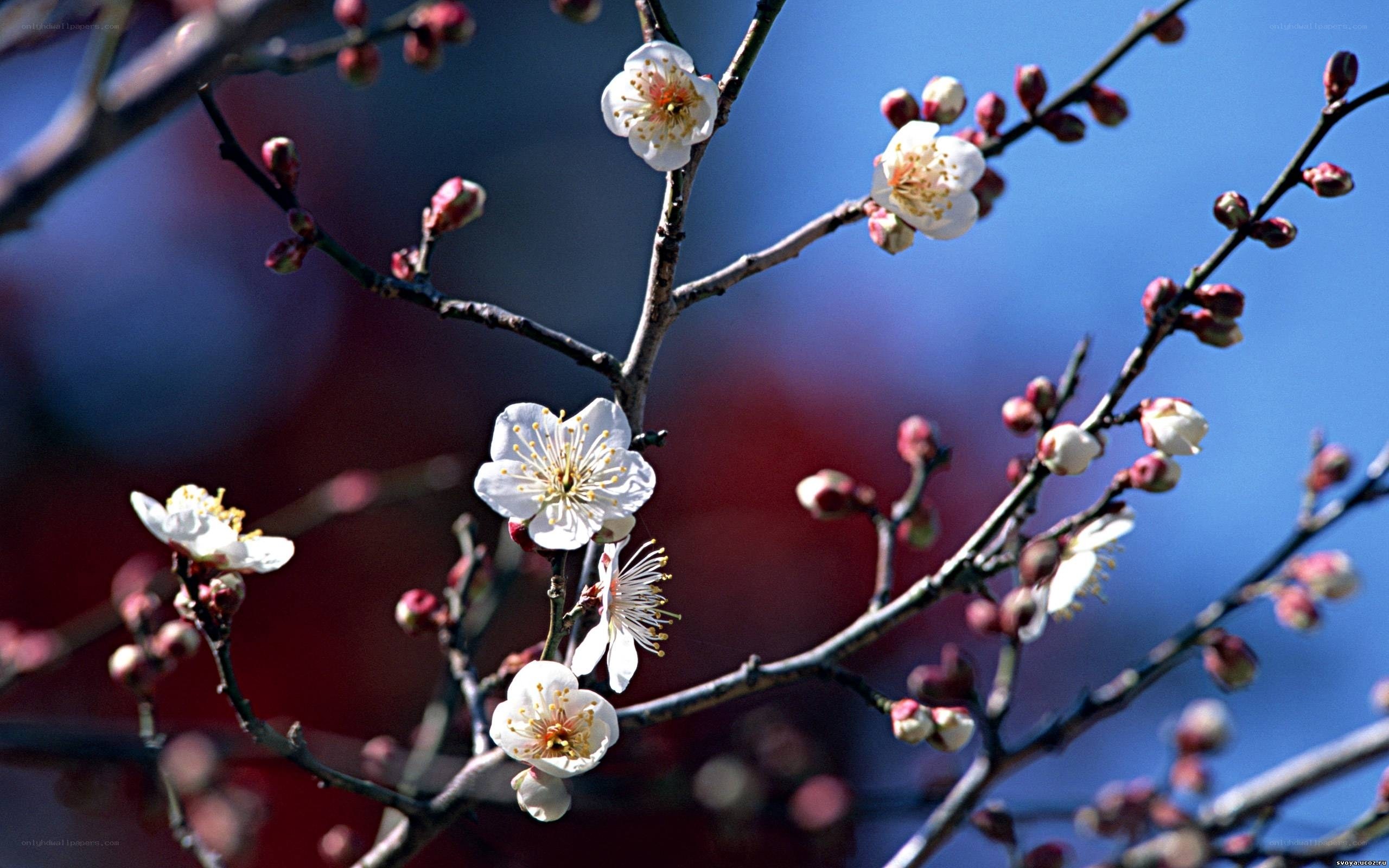 White plum blossoms on branches