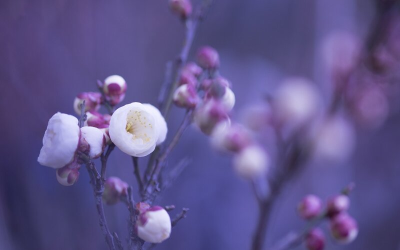 White Plum Blossoms — Purple