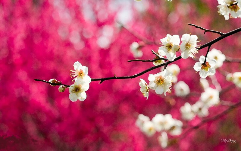 White Plum Blossoms — Serene, Spring, Photograph, Branch, Background