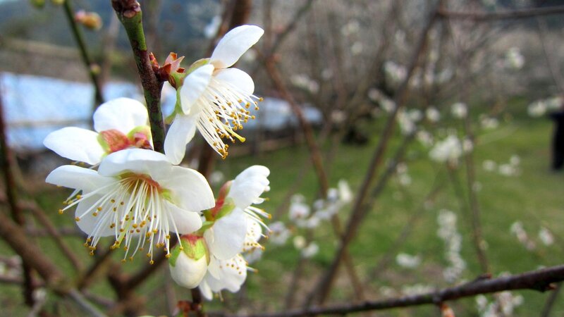 White Plum Blossoms — Serene, Spring, Photograph, Branch, Blossom, Green Grass