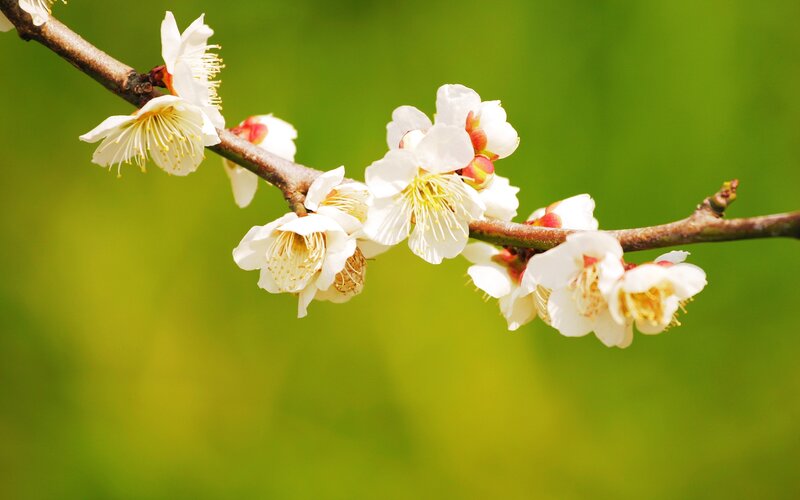 White Plum Blossoms — Serene, Spring, Photograph, Branch, Green Background