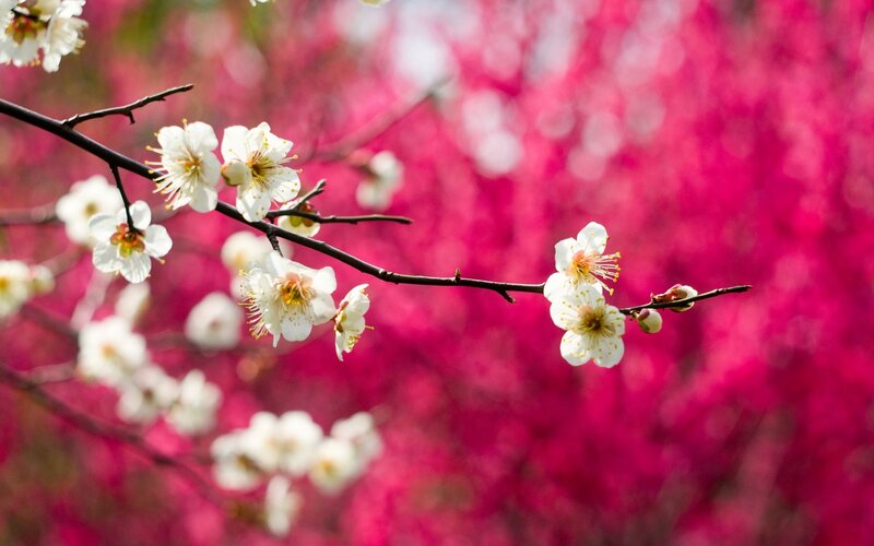 White Plum Blossoms — Serene, Spring, Photograph, Branch
