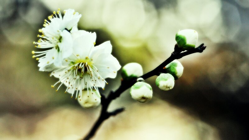 White Plum Blossoms — Serene, Spring, Photograph, Buds, Branch