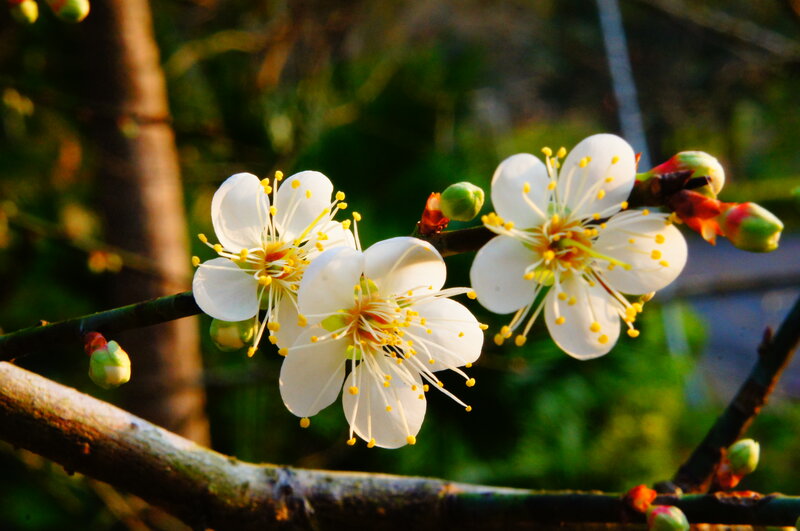 White Plum Blossoms — Serene, Spring, Photograph, Buds