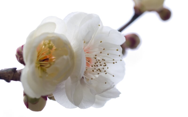 White Plum Blossoms — Serene, Spring, Photograph, Flower