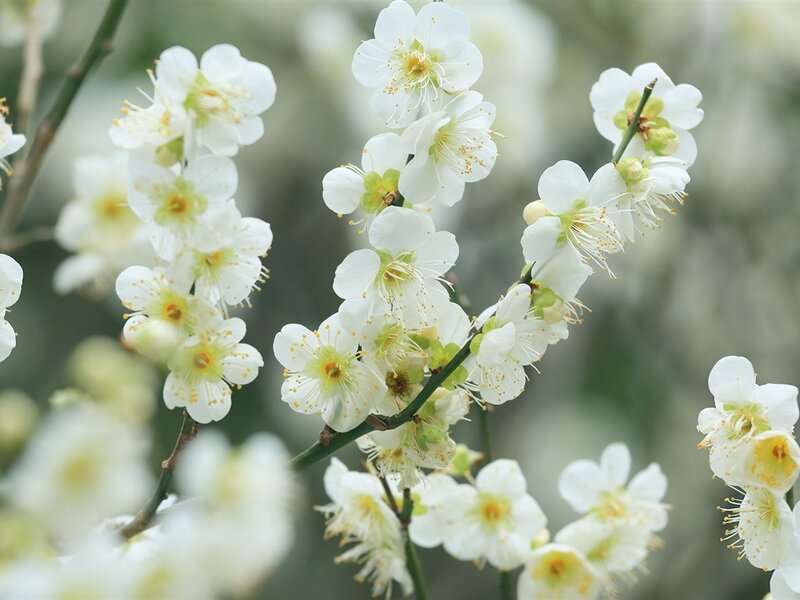 White Plum Blossoms — Serene, Spring, Photograph, Flowers