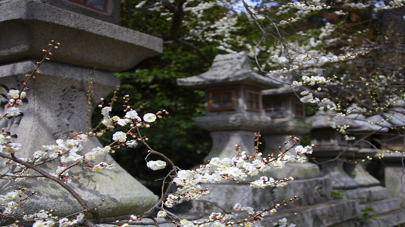 White Plum Blossoms — Serene, Spring, Photograph, Stone Lanterns