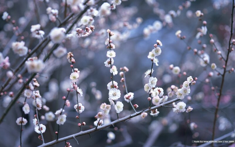 White Plum Blossoms — Serene, Spring, Photograph