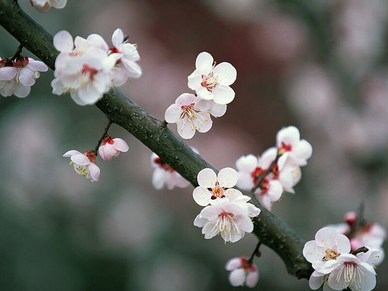 White Plum Blossoms — Serene, Spring