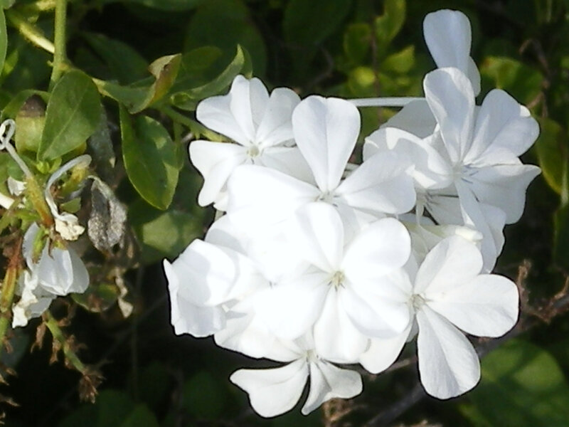 White Plumbago Flowers — Calm