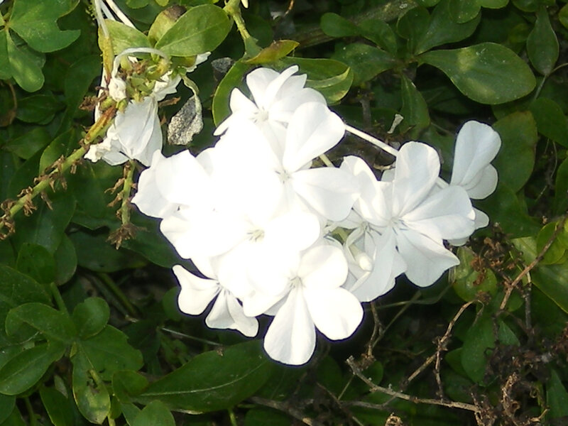 White Plumbago Flowers