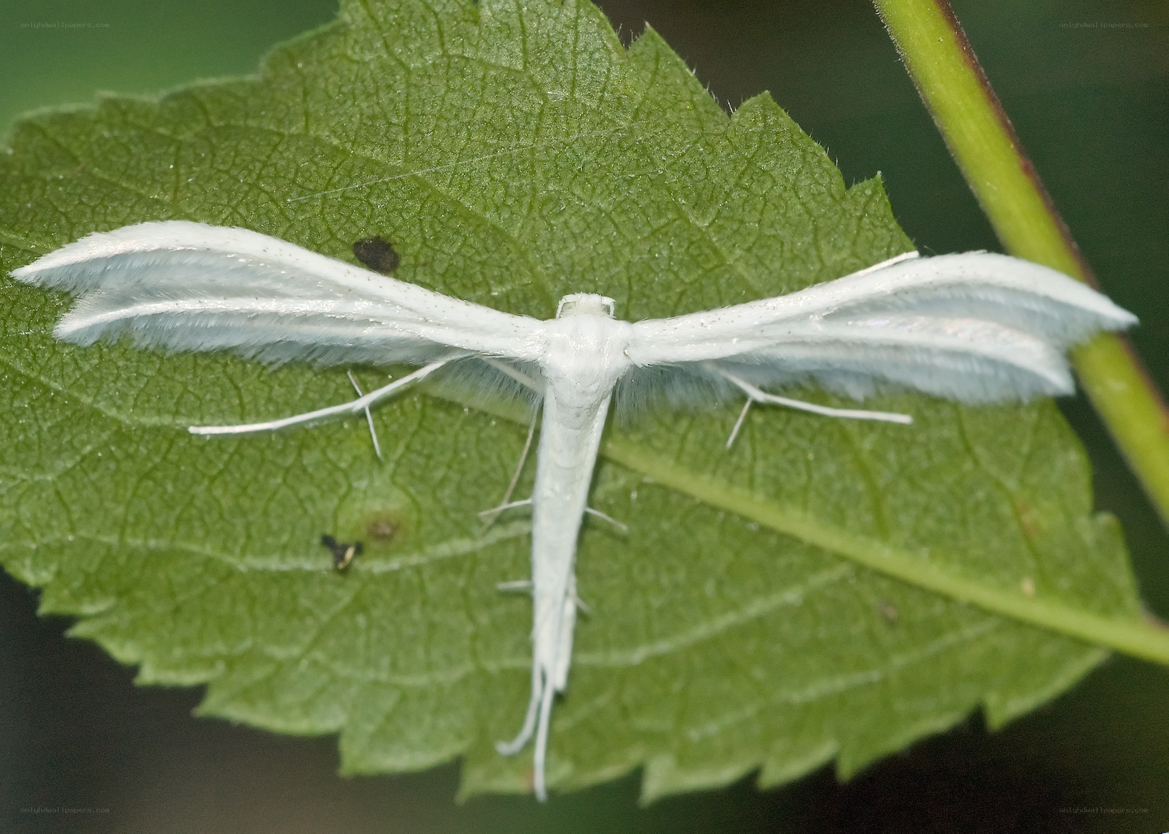 White plume moth on green leaf