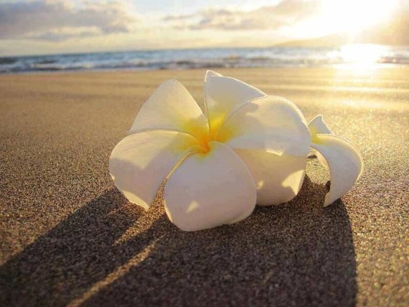 White Plumeria Flower
