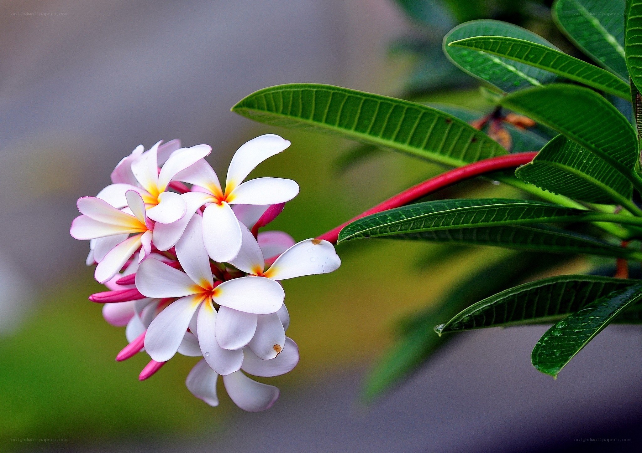 white plumeria flowers
