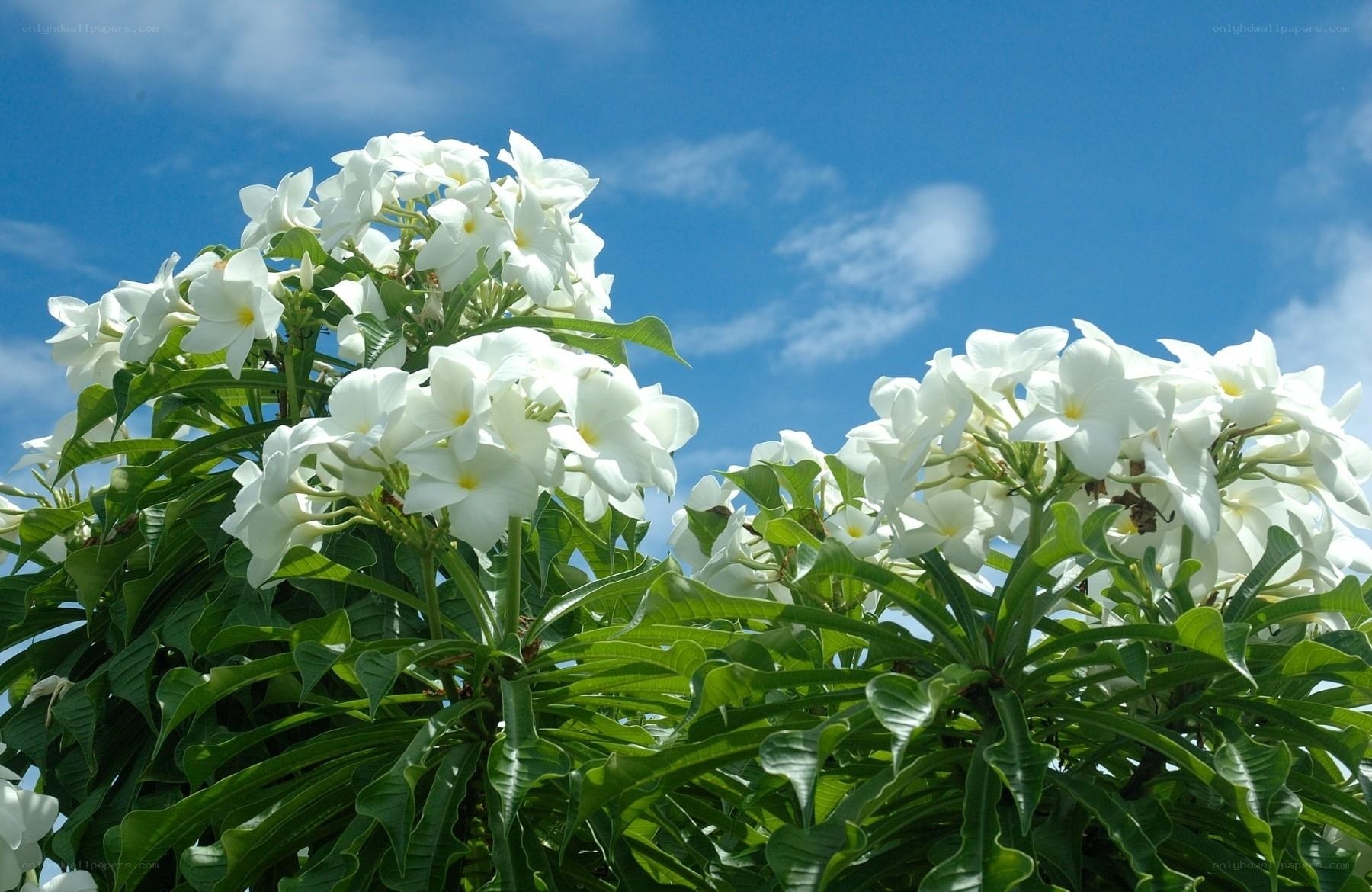 White Plumeria Flowers Against Blue Sky