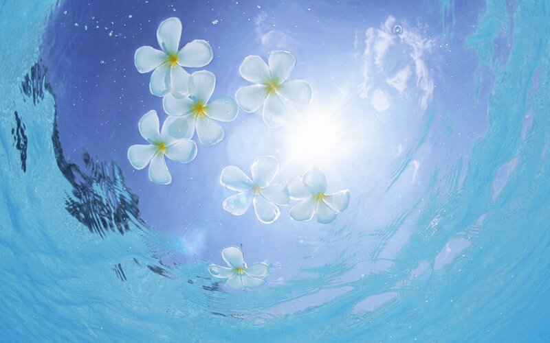 White Plumeria Flowers — Blue, Serene