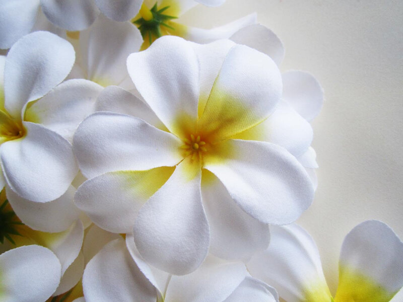 White Plumeria Flowers — Calm, Photograph
