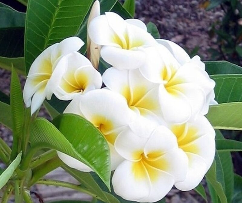 White Plumeria Flowers — Calm