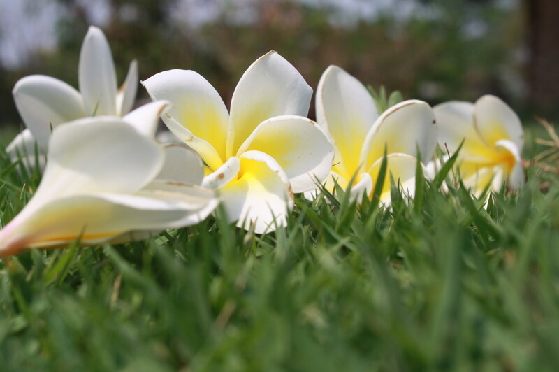 White Plumeria Flowers — Green, Calm