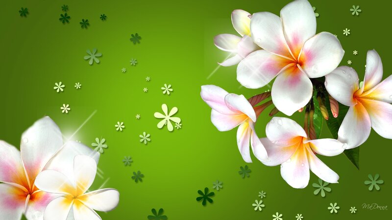 White Plumeria Flowers — Green