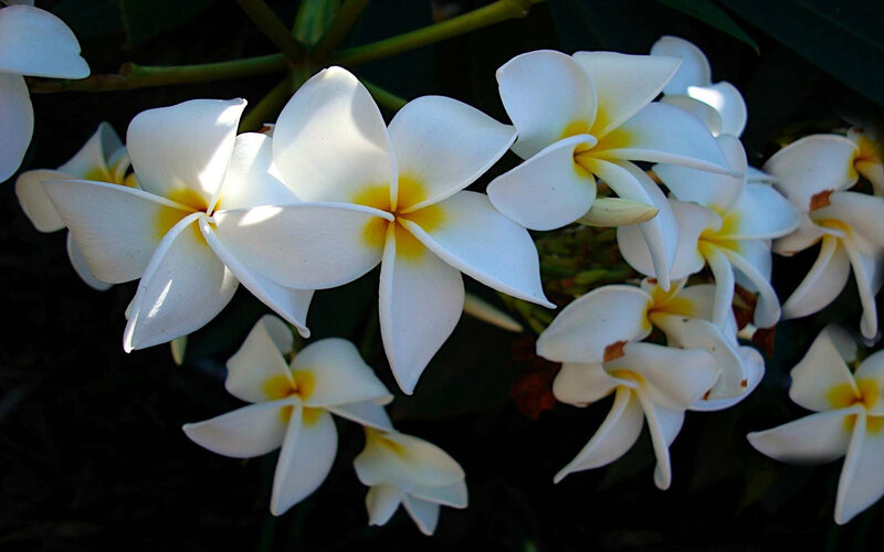 White Plumeria Flowers — Serene, Afternoon, Photograph