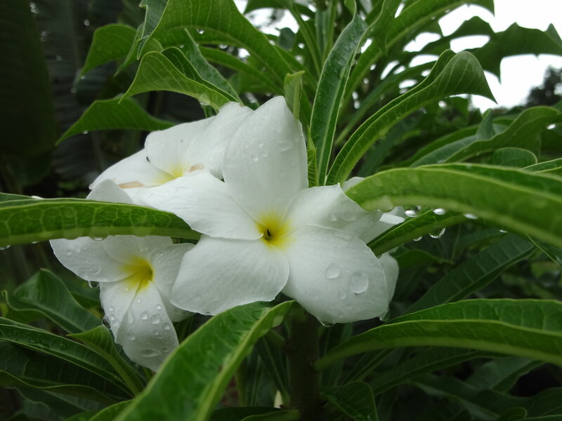 White Plumeria Flowers — Serene, Morning