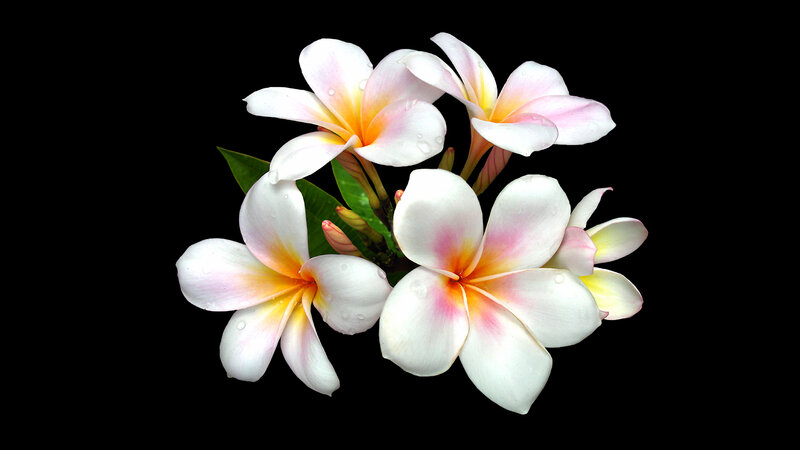 White Plumeria Flowers — Serene, Photograph, Leaves