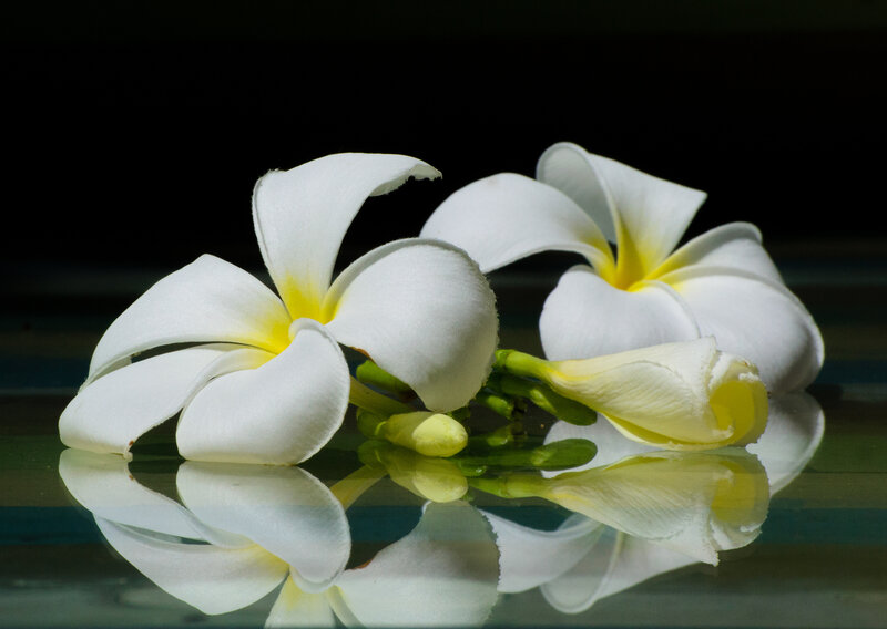 White Plumeria Flowers — Serene, Photograph, Reflection