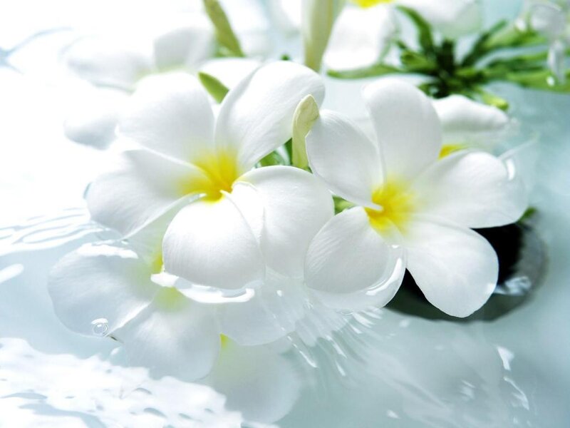 White Plumeria Flowers — Serene, Photograph