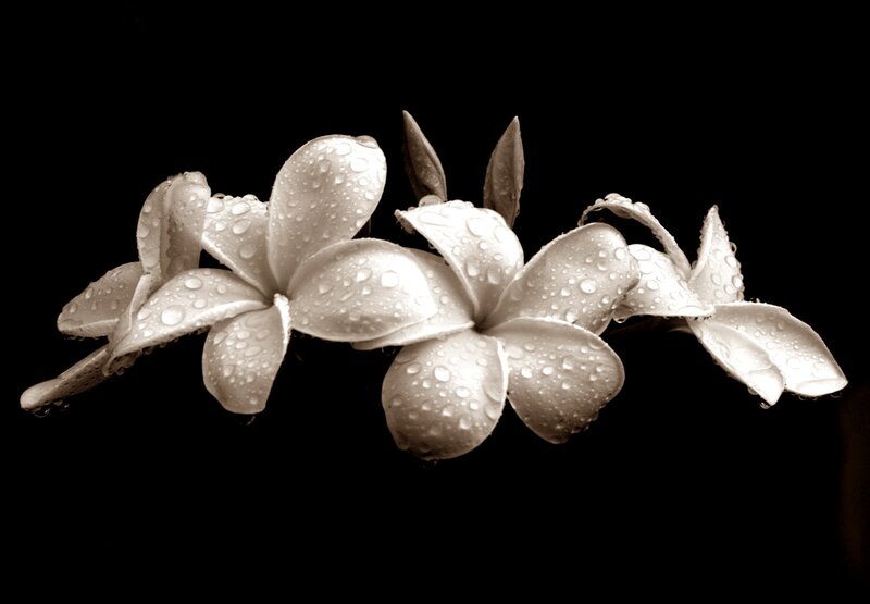 White Plumeria Flowers — Serene, Photograph, Water Droplets