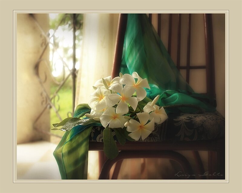 White Plumeria Flowers — Serene