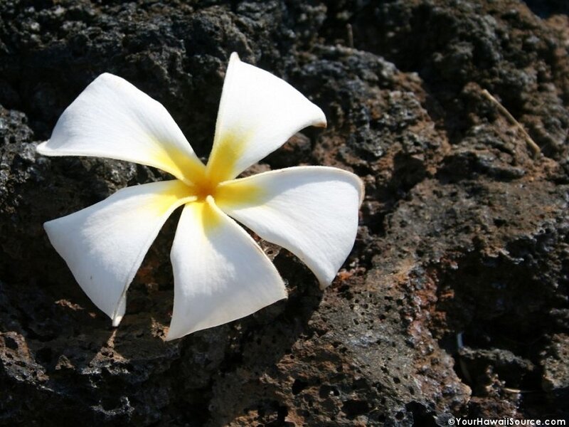 white plumeria on volcanic rock