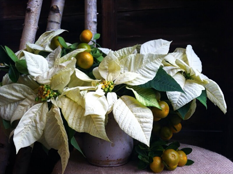 White Poinsettia Bouquet