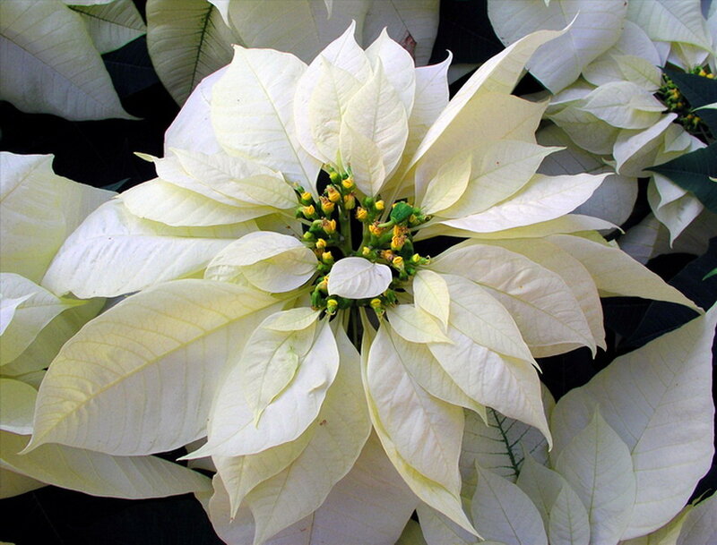 White Poinsettia Flower — Calm