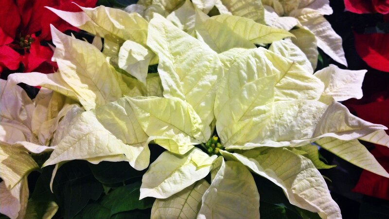 White Poinsettia Flower — Festive