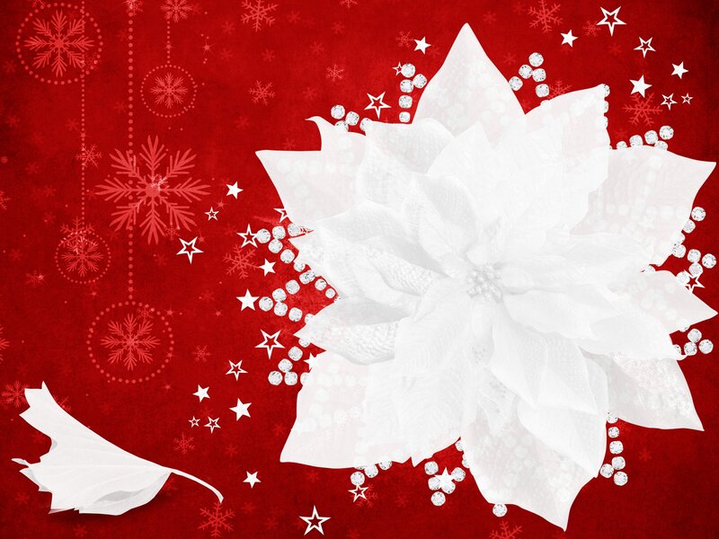 White Poinsettia Flower — Red, Festive