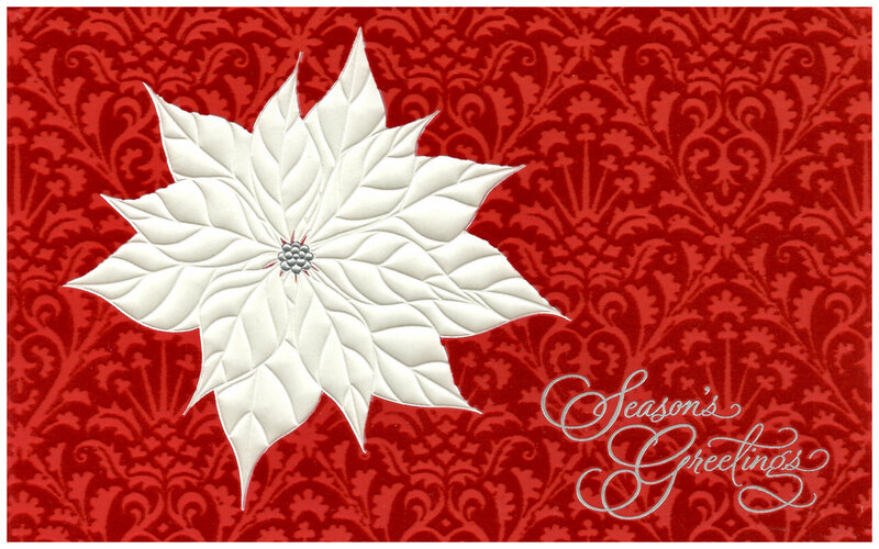 White Poinsettia Flower — Red