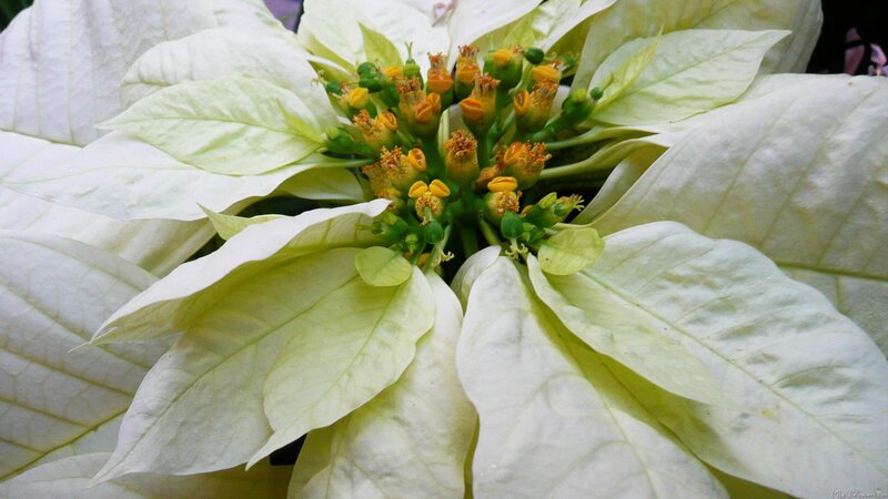 White Poinsettia Flower