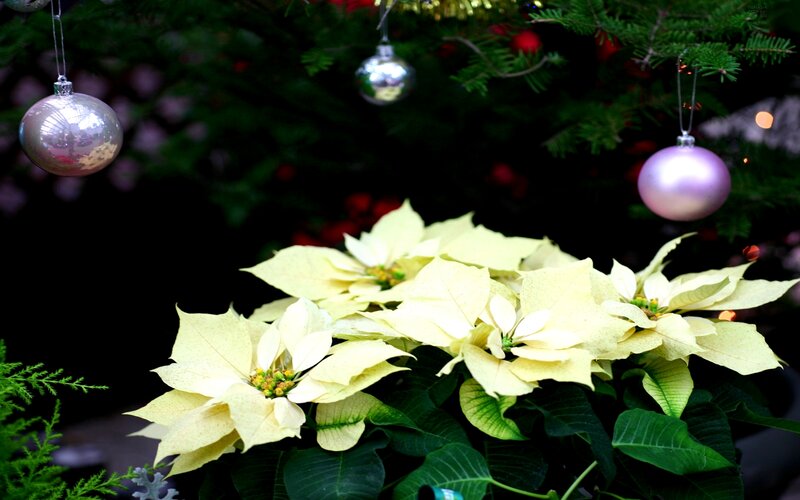 White Poinsettia Flowers — Festive
