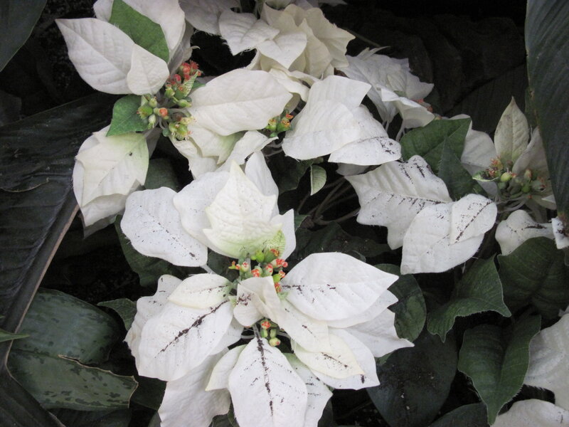 White Poinsettia Flowers