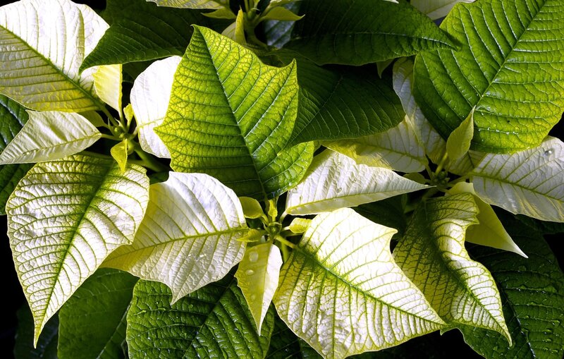 White poinsettia leaves