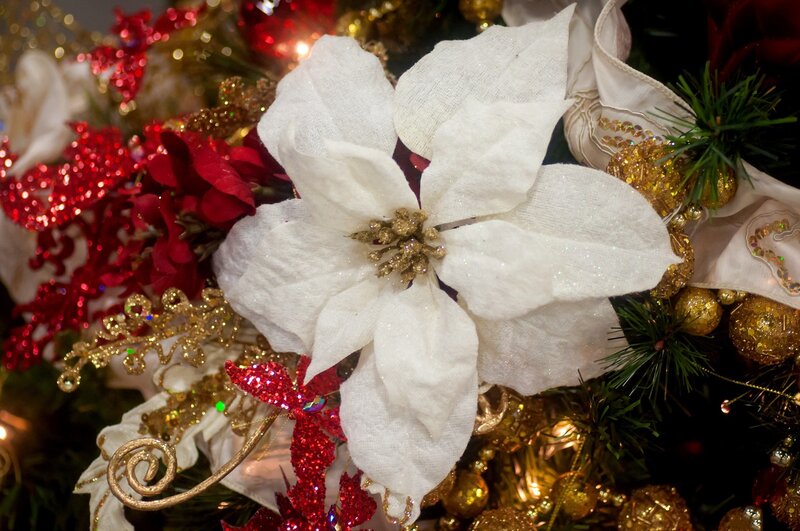 white poinsettia on holiday decor