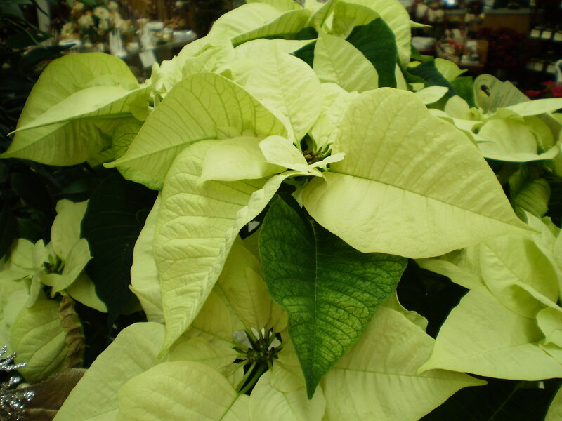 White Poinsettia Plant — Calm