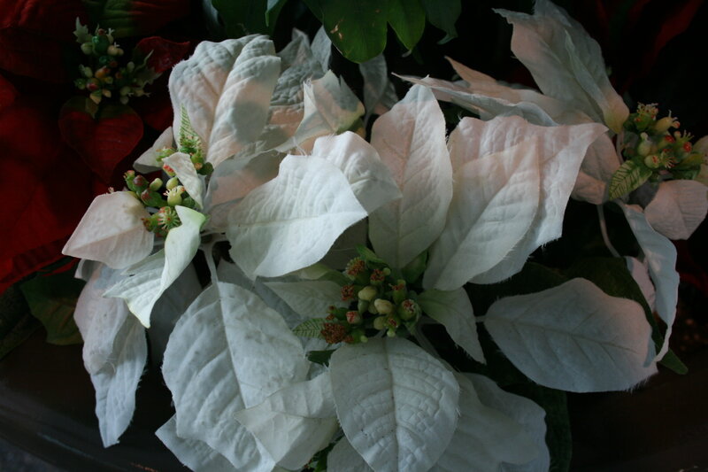 White Poinsettia Plant