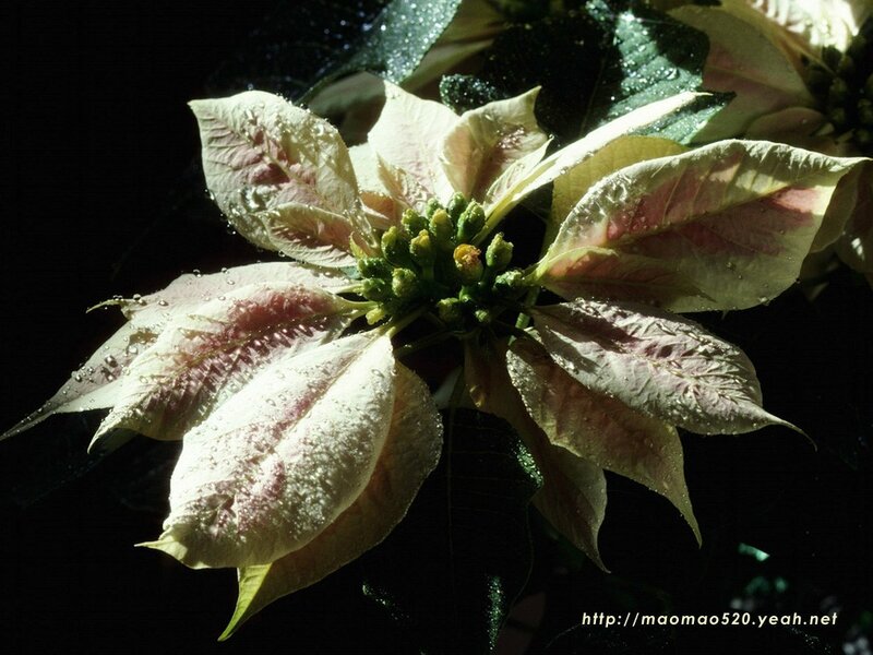 White poinsettia with water droplets